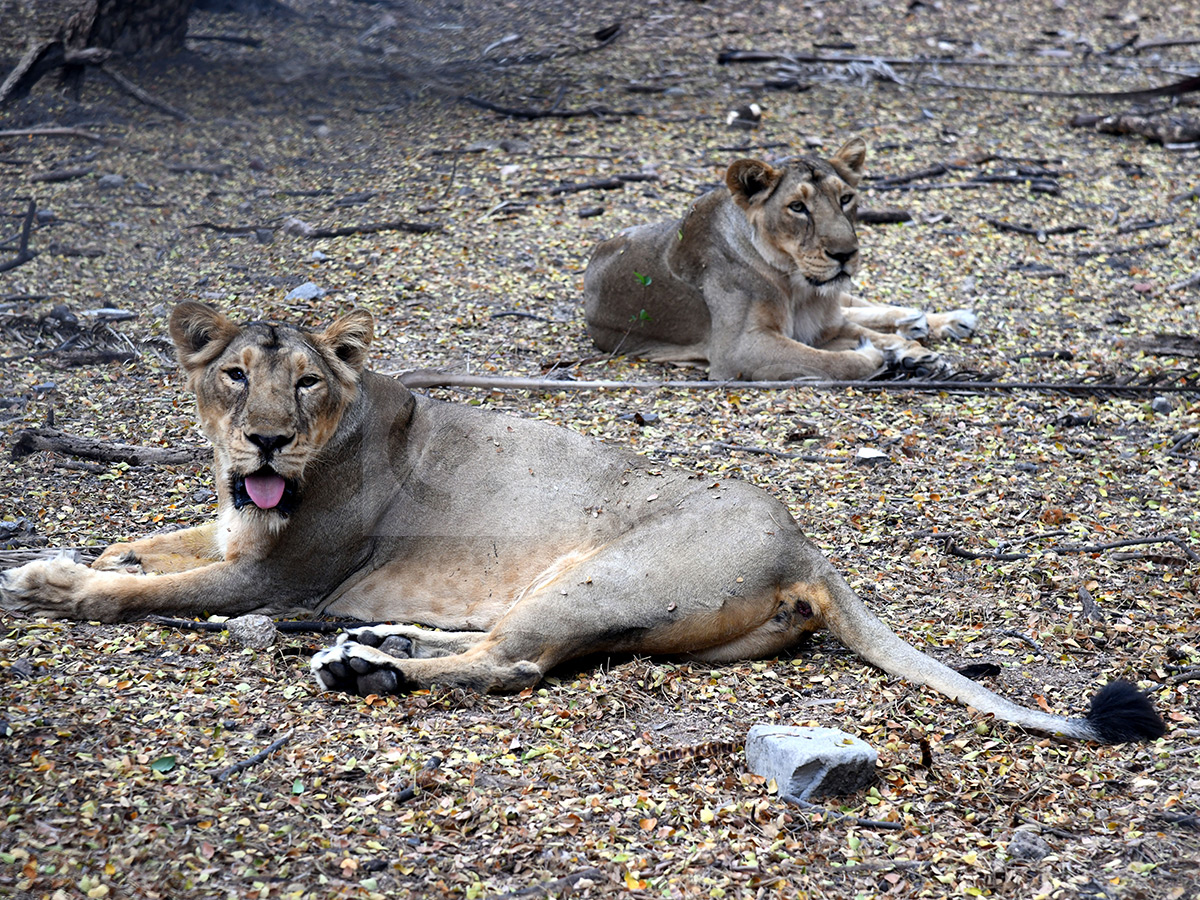 Summer Season Nehru Zoological Park Hyderabad17