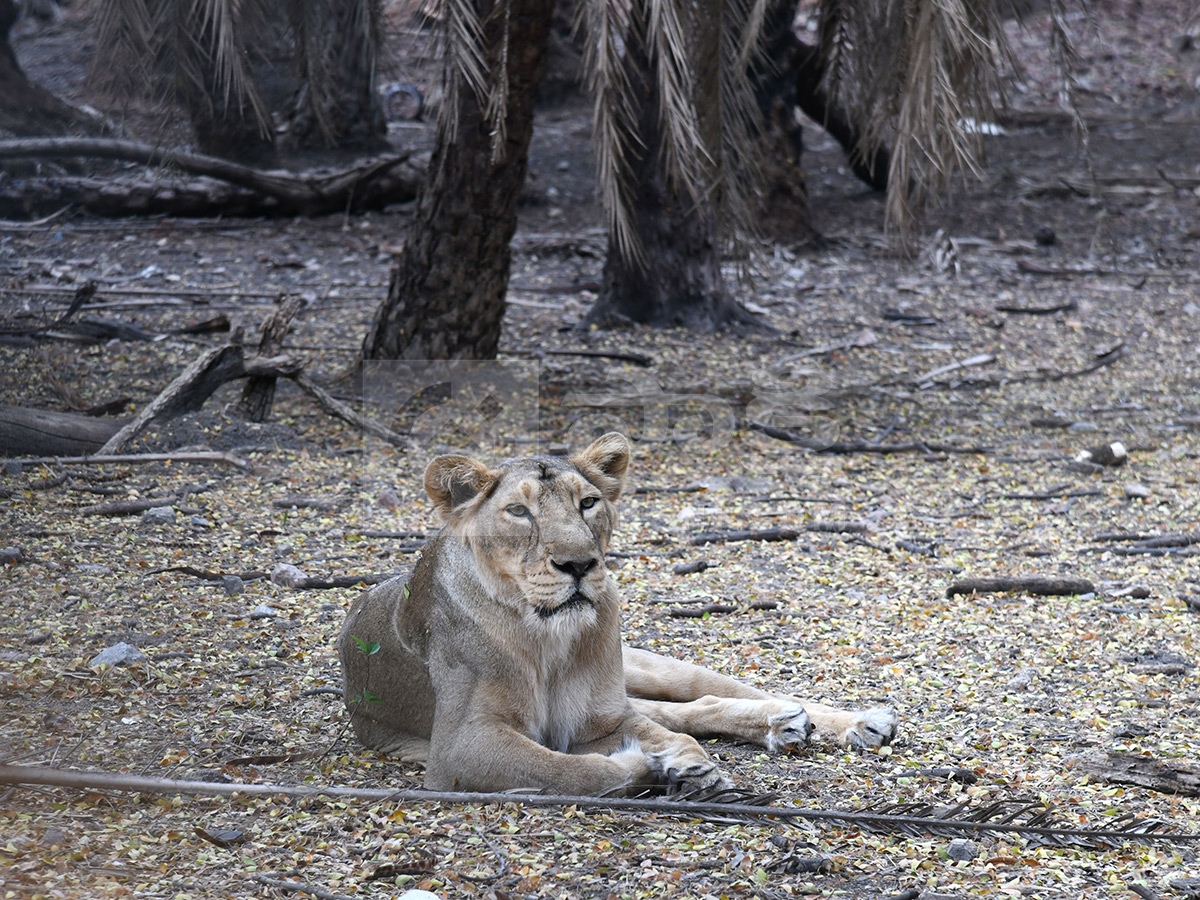Summer Season Nehru Zoological Park Hyderabad19