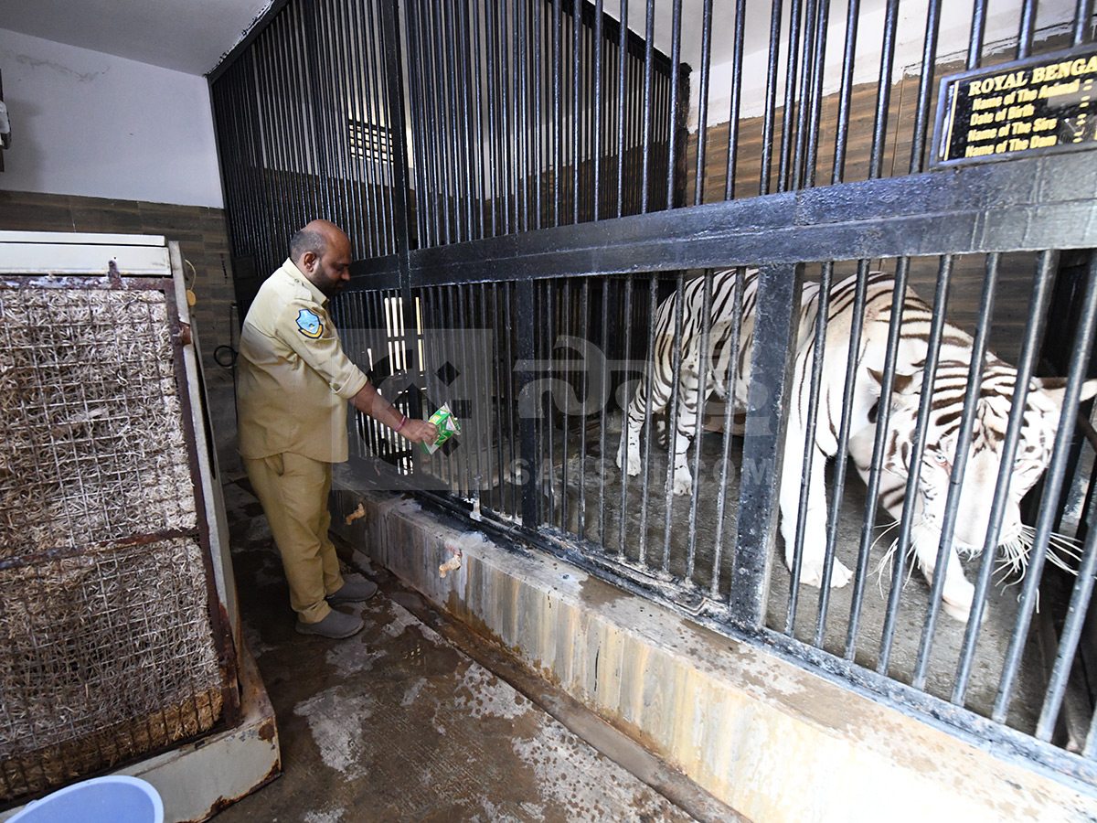Summer Season Nehru Zoological Park Hyderabad2