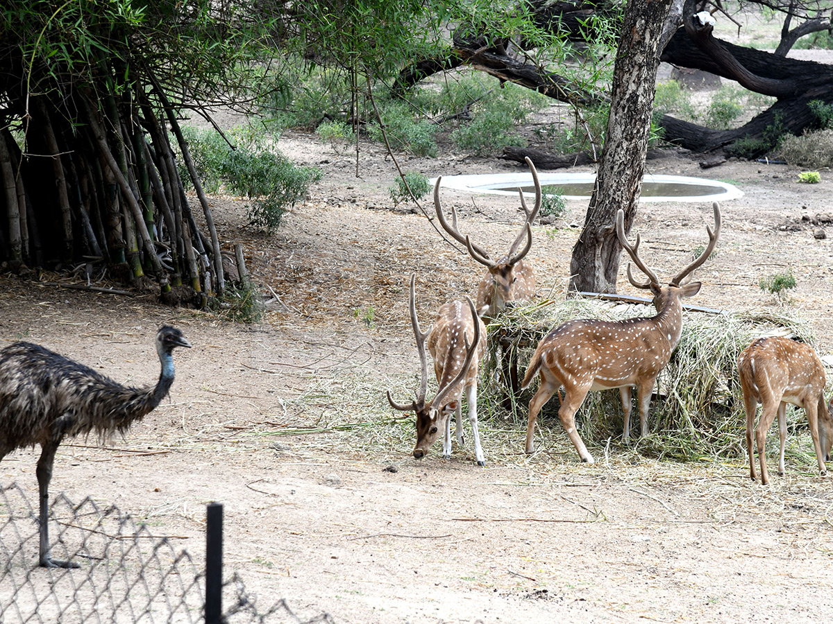 Summer Season Nehru Zoological Park Hyderabad21