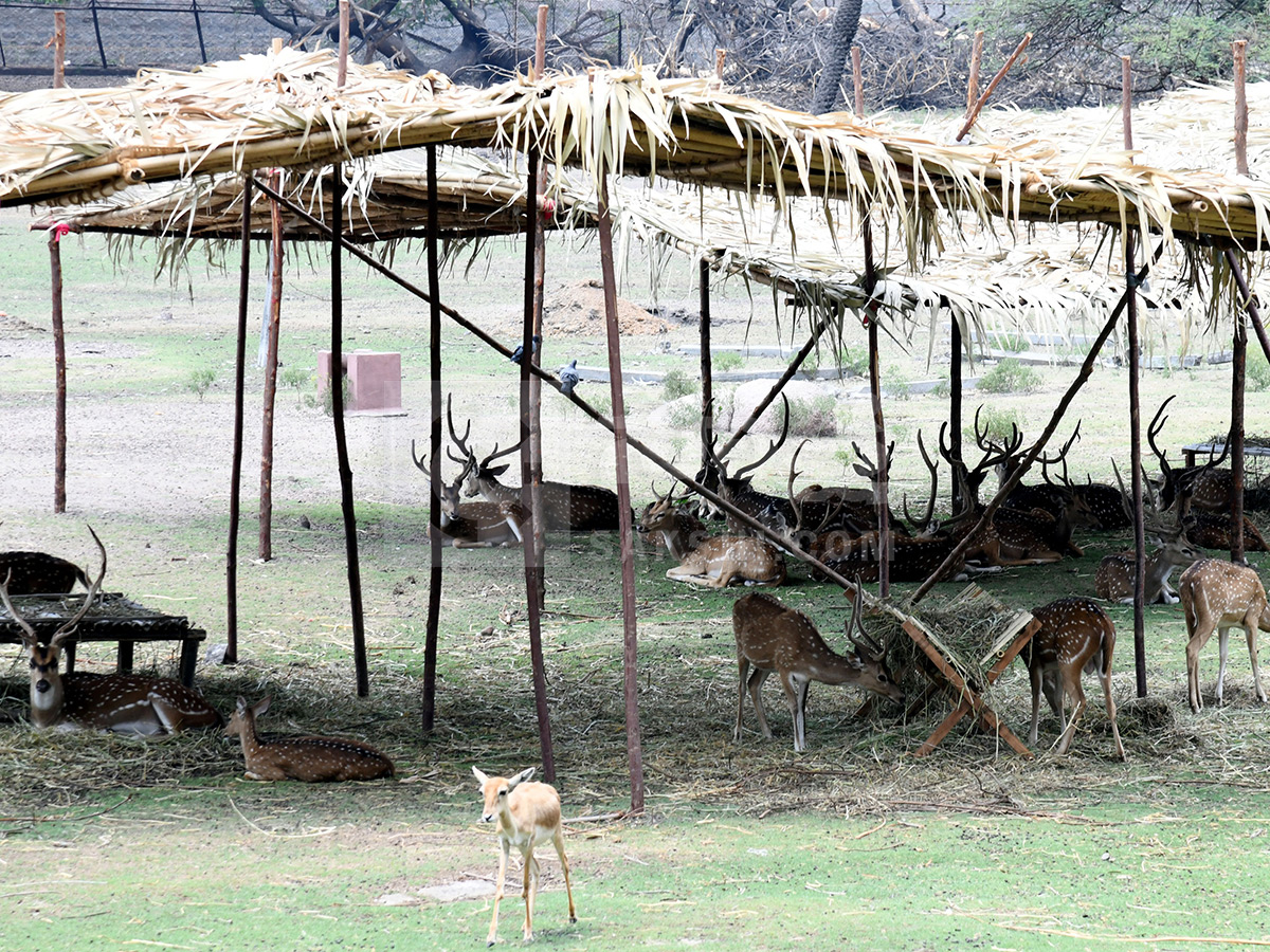 Summer Season Nehru Zoological Park Hyderabad22
