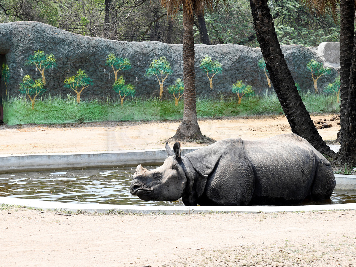 Summer Season Nehru Zoological Park Hyderabad23