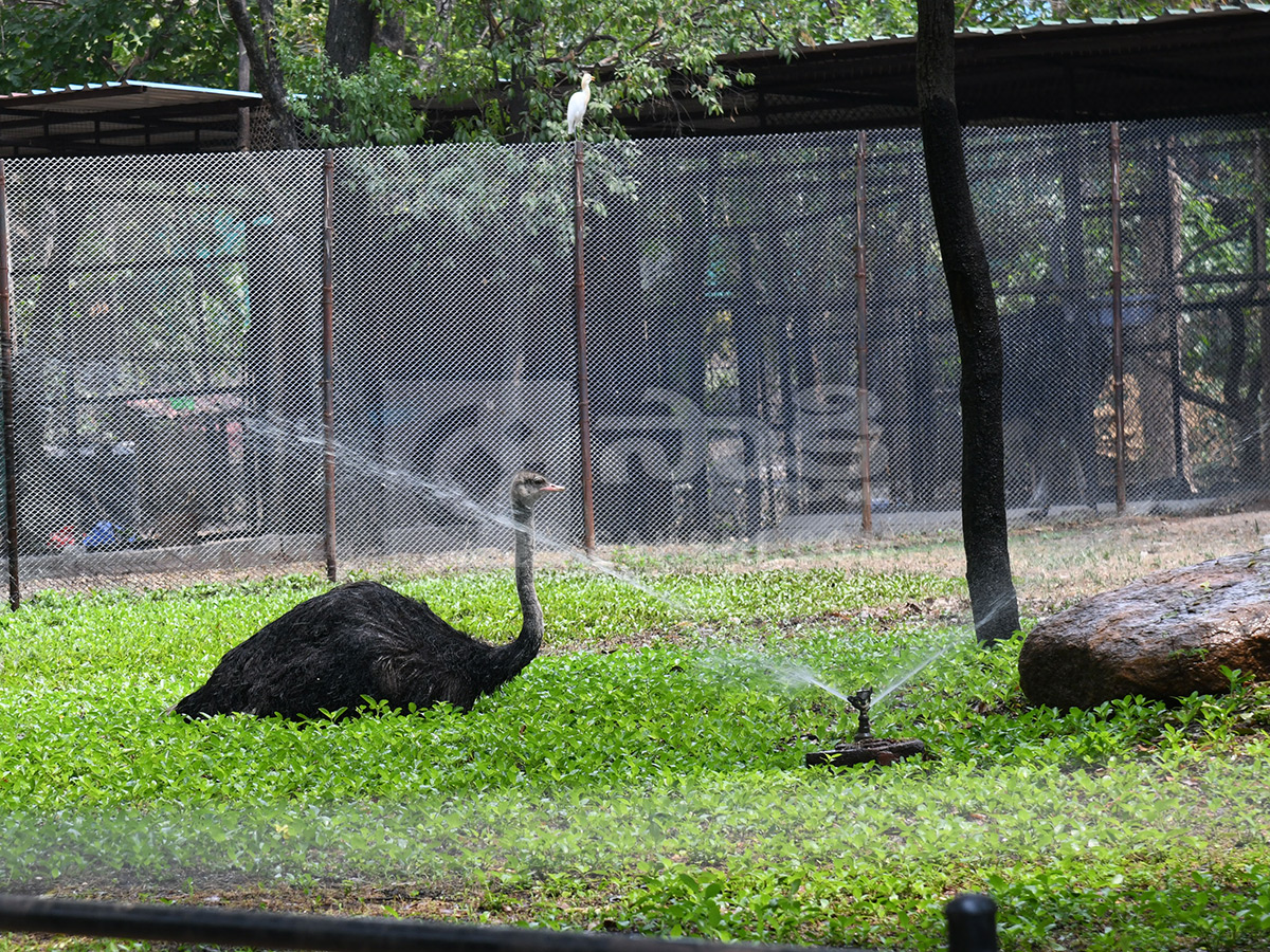 Summer Season Nehru Zoological Park Hyderabad24