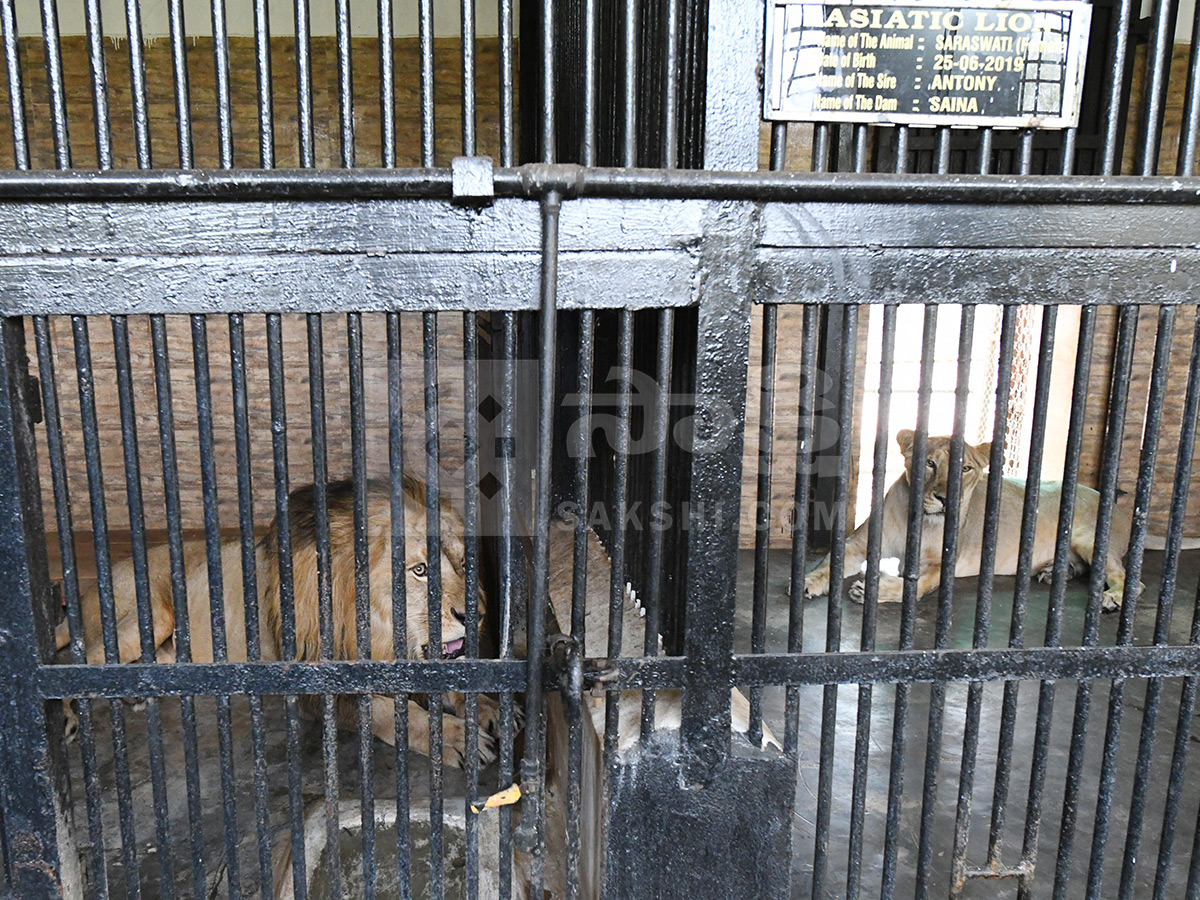 Summer Season Nehru Zoological Park Hyderabad28