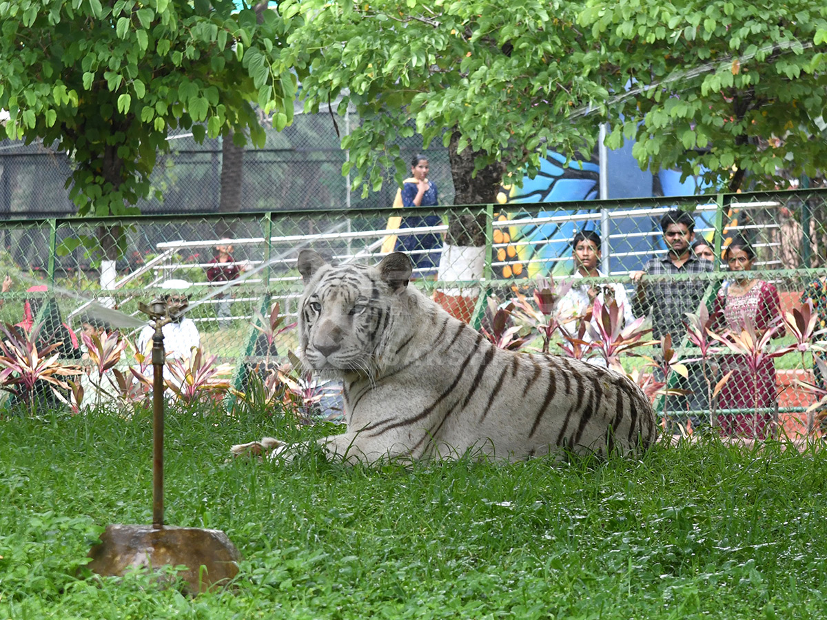 Summer Season Nehru Zoological Park Hyderabad3
