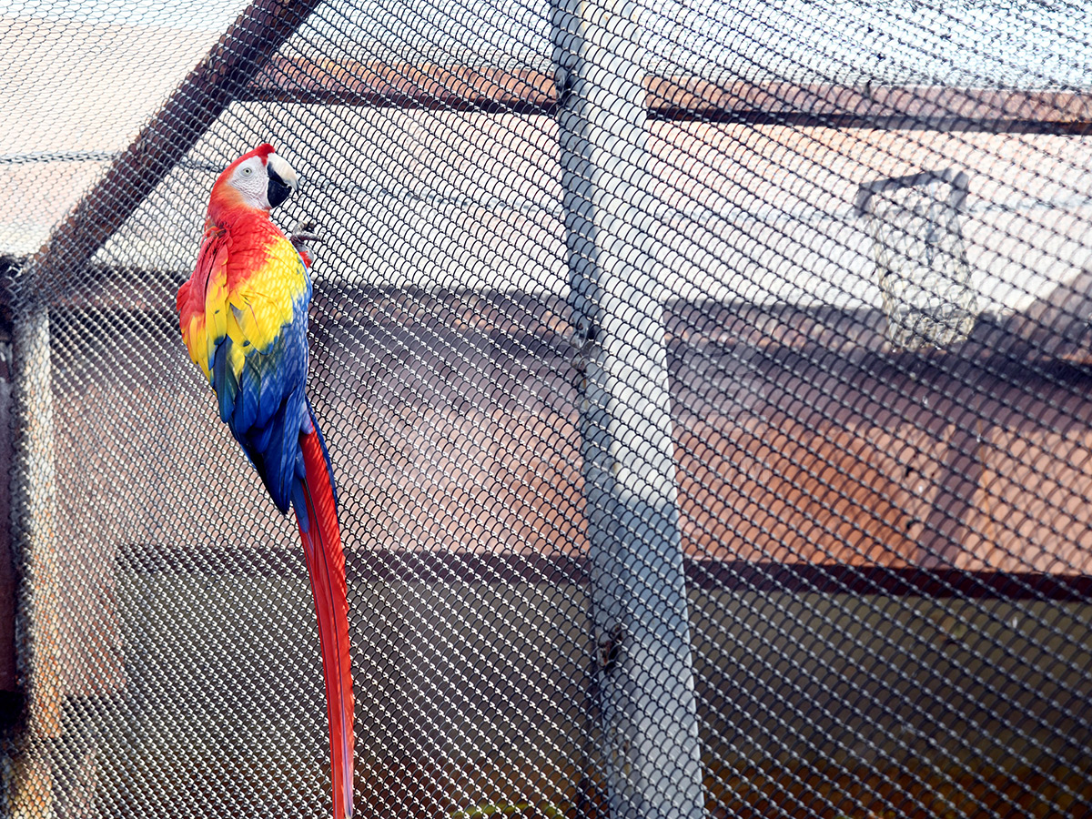 Summer Season Nehru Zoological Park Hyderabad7