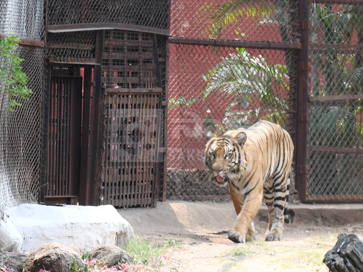 Summer Season Nehru Zoological Park Hyderabad9