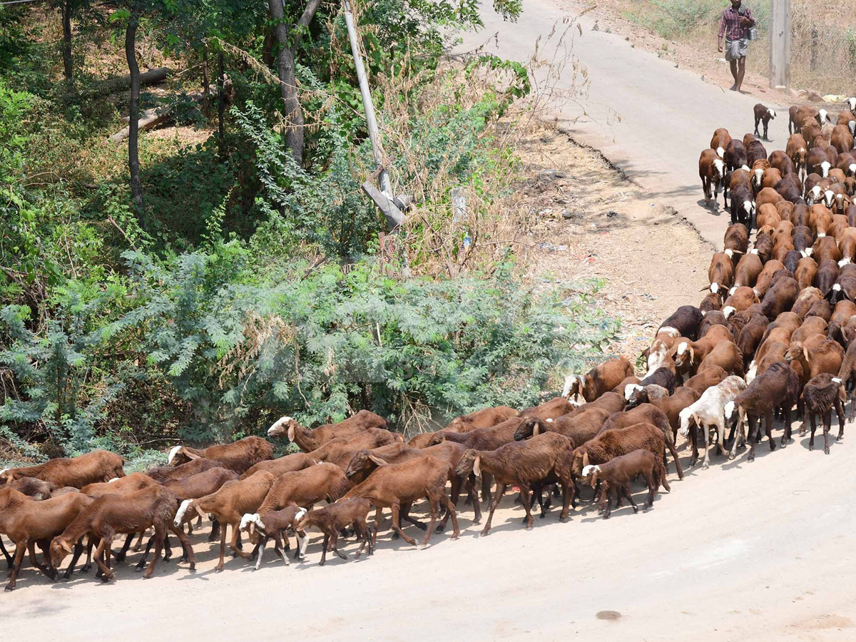 Best Photos of The Week in AP and Telangana Photo Gallery16