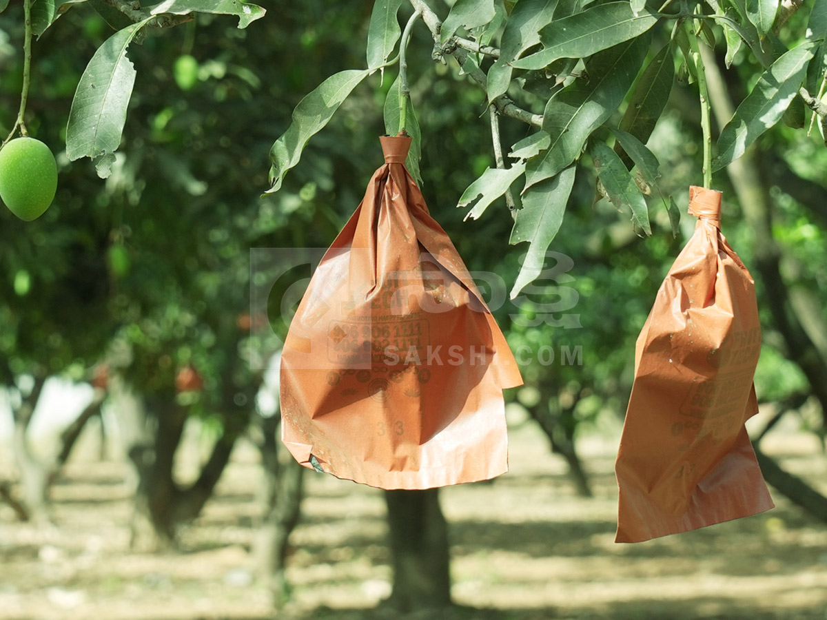 Best Photos of The Week in AP and Telangana Photo Gallery28