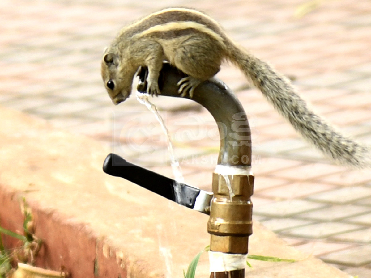 Best Photos of The Week in AP and Telangana Photo Gallery35