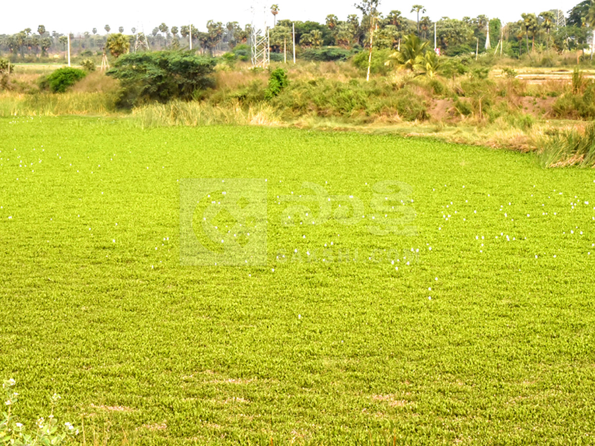 Best Photos of The Week in AP and Telangana Photo Gallery41