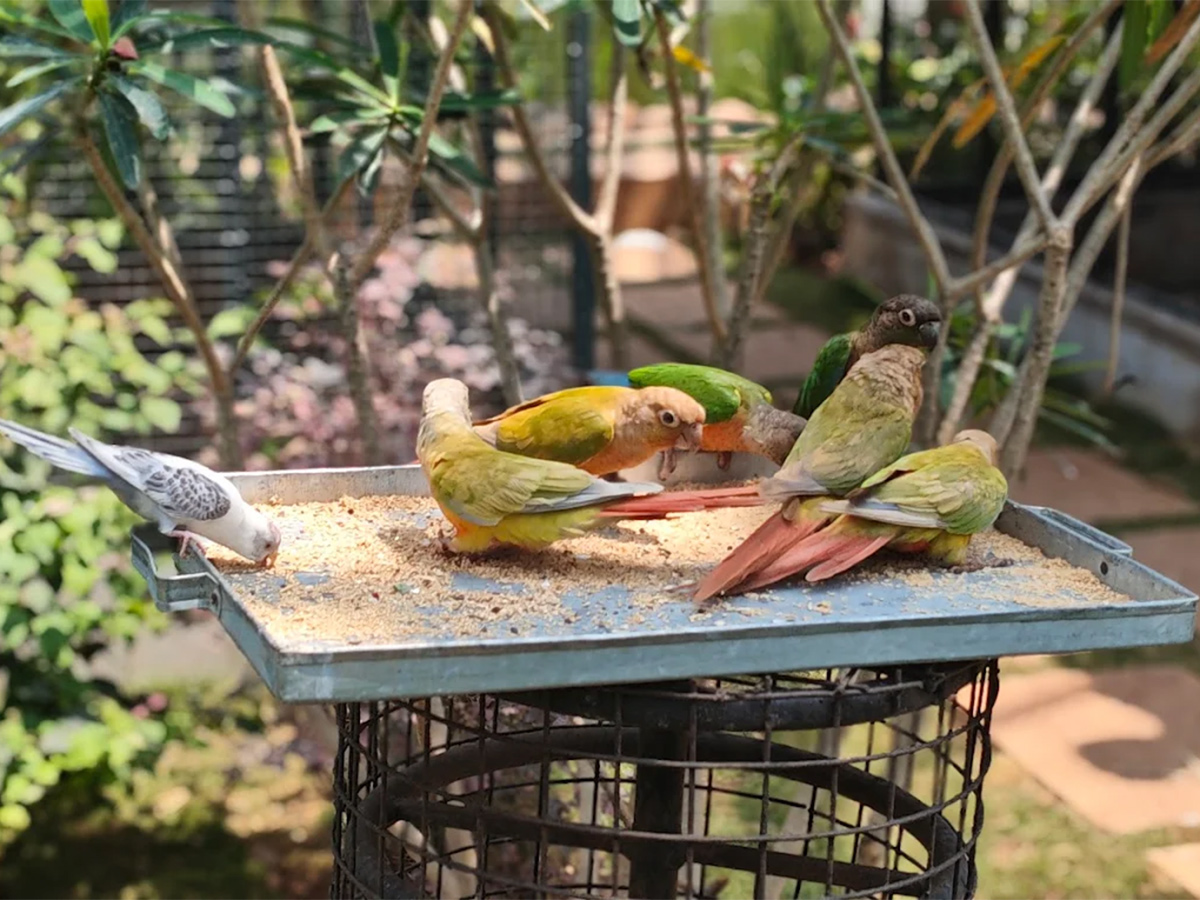 Kothwalguda Eco Park At Himayatsagar, Hyderabad: Photos25