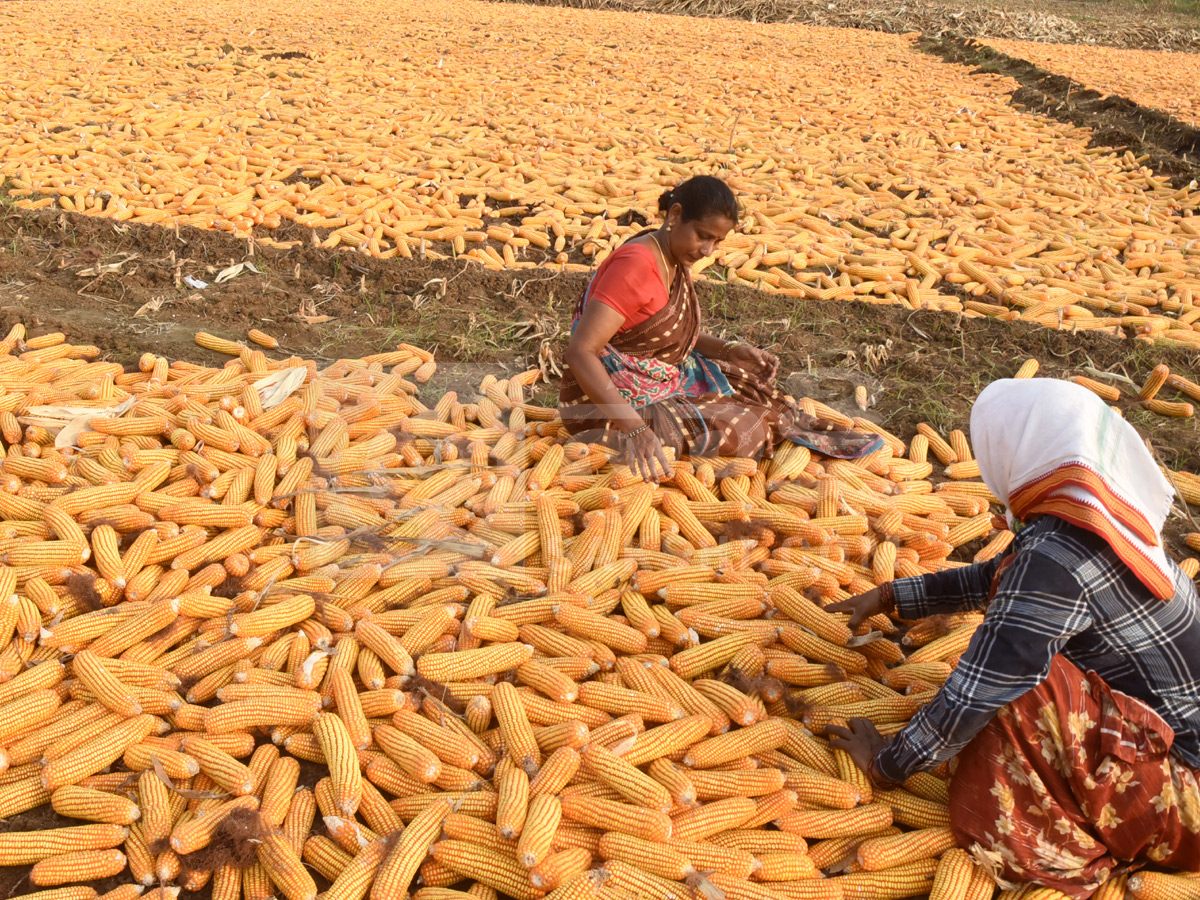 Best Photos of The Week in AP and Telangana Photo Gallery38