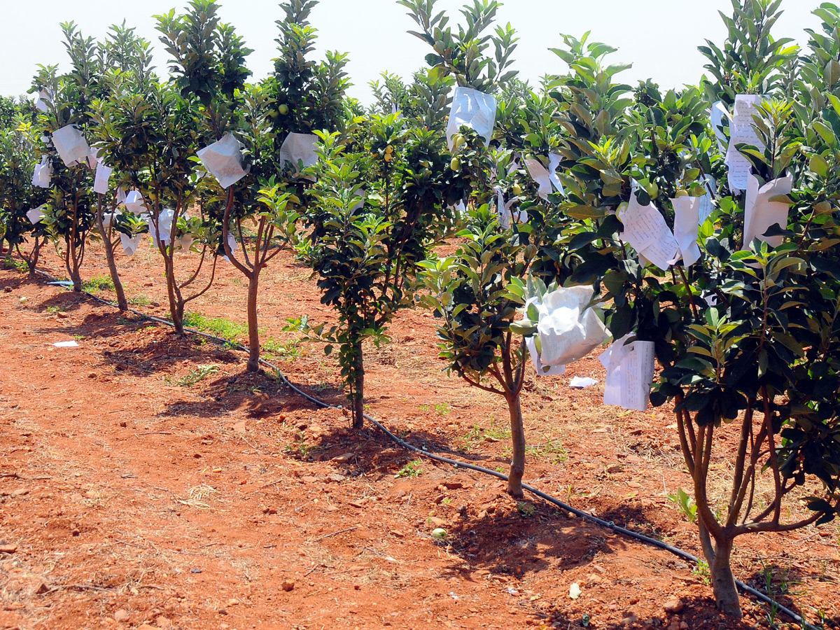 Best Photos of The Week in AP and Telangana Photo Gallery3