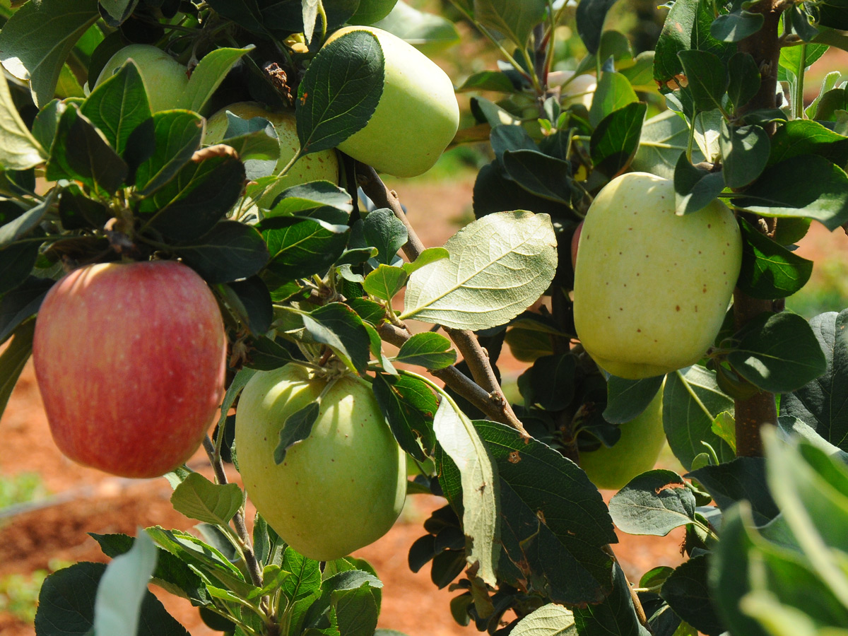 Best Photos of The Week in AP and Telangana Photo Gallery4