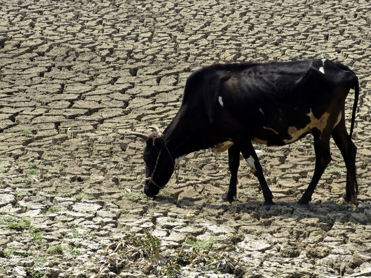 Best Photos of The Week in AP and Telangana Photo Gallery31