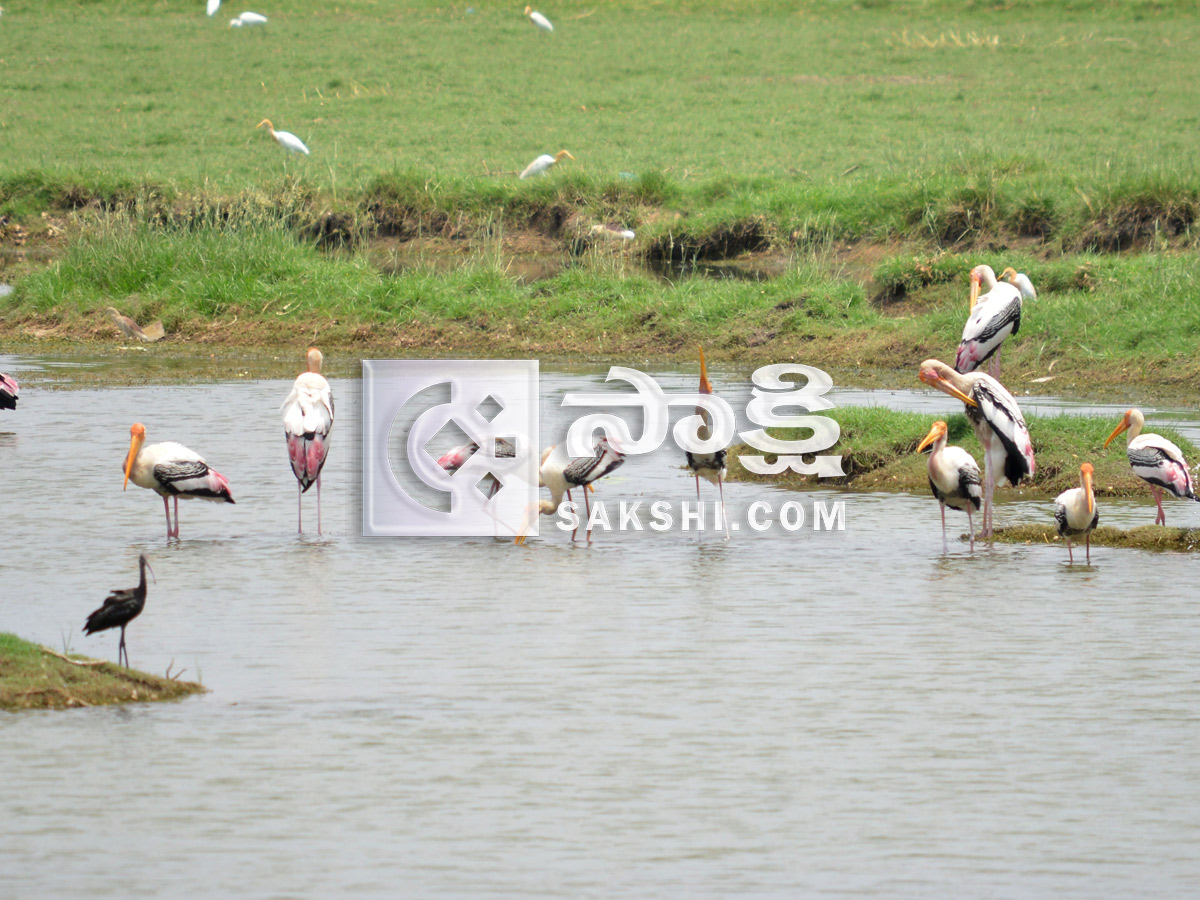 Best Photos of The Week in AP and Telangana Photo Gallery25