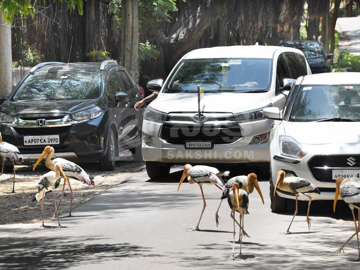 Touritsts Enjoying Summer Vacations At Zoo Photos2