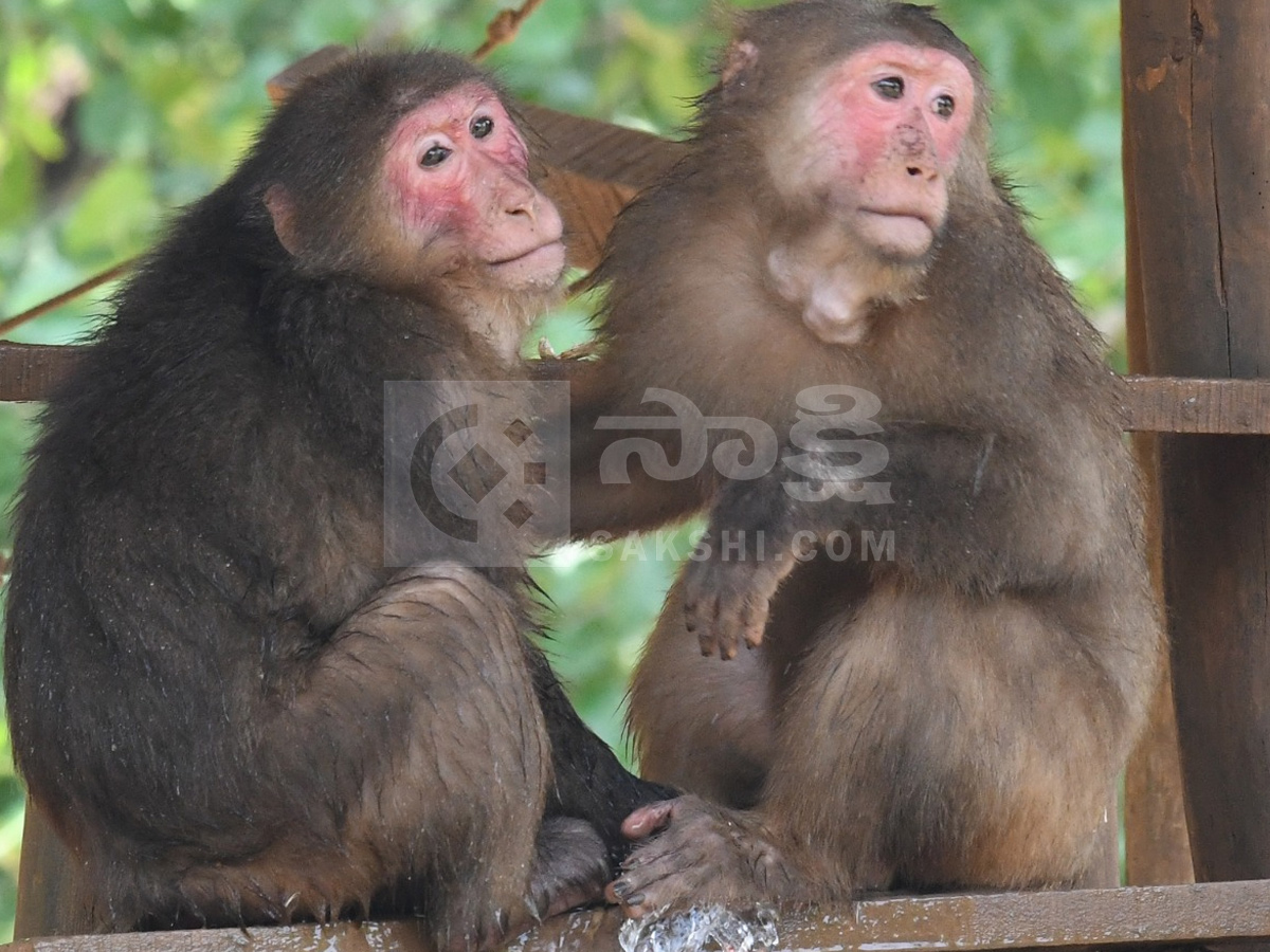 Touritsts Enjoying Summer Vacations At Zoo Photos10