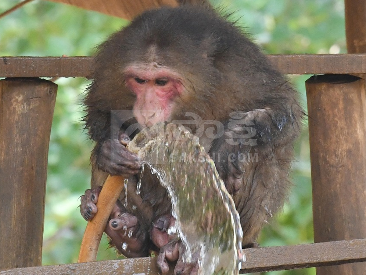 Touritsts Enjoying Summer Vacations At Zoo Photos11