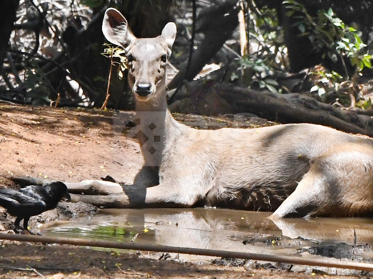 Touritsts Enjoying Summer Vacations At Zoo Photos15