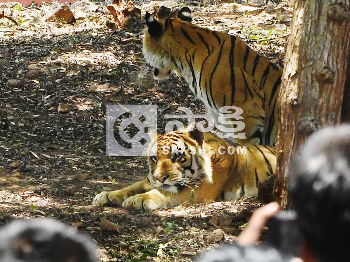 Touritsts Enjoying Summer Vacations At Zoo Photos17