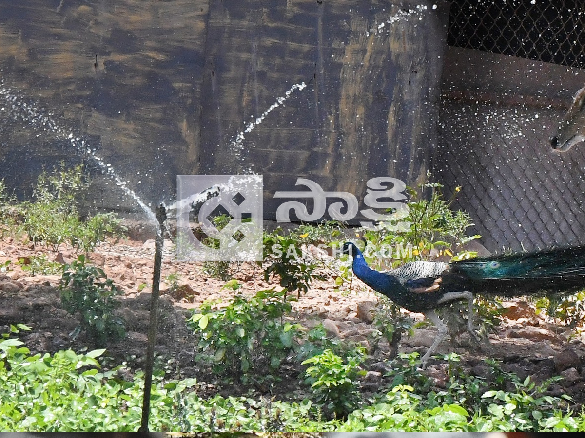 Touritsts Enjoying Summer Vacations At Zoo Photos18