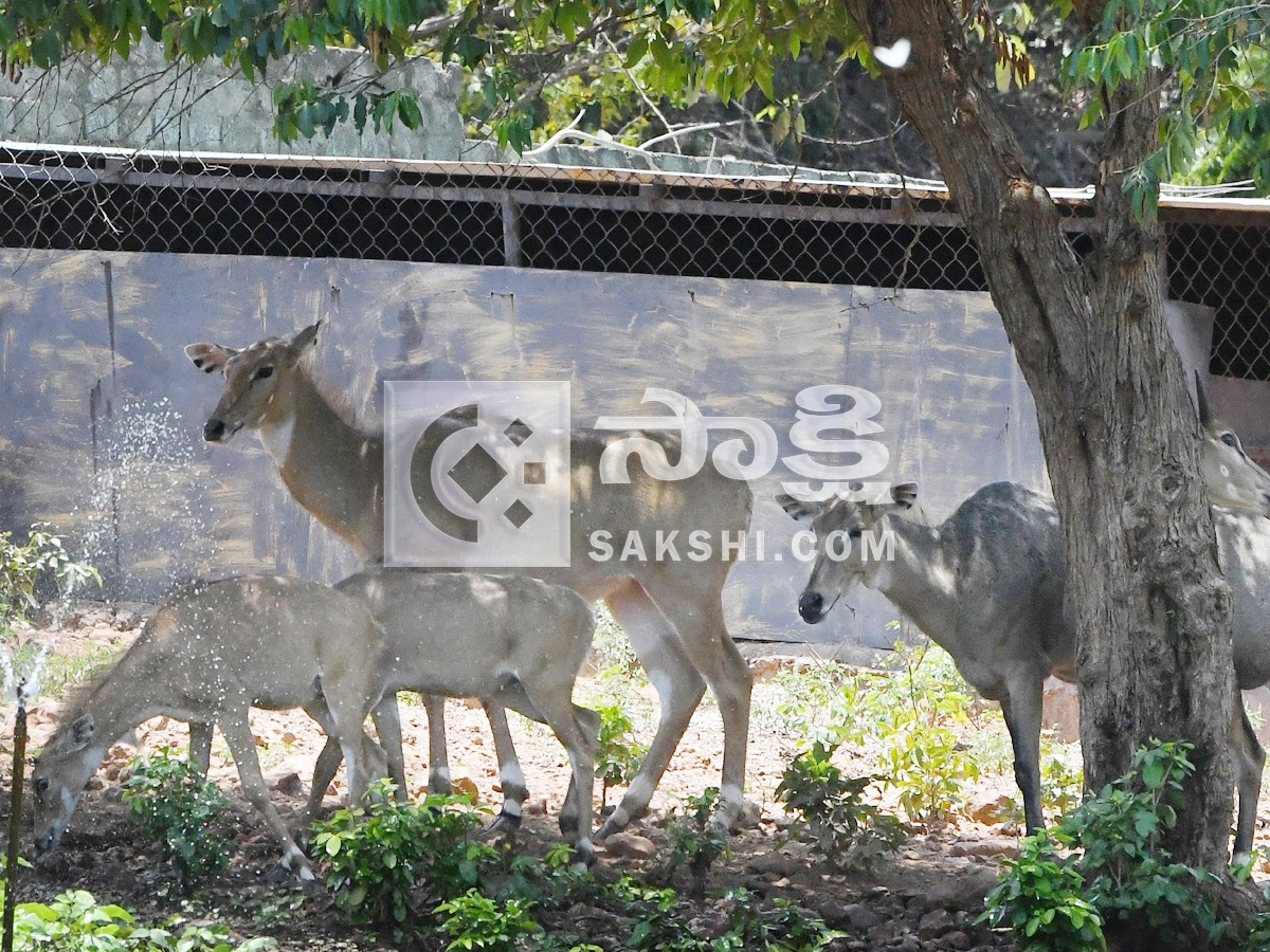 Touritsts Enjoying Summer Vacations At Zoo Photos19