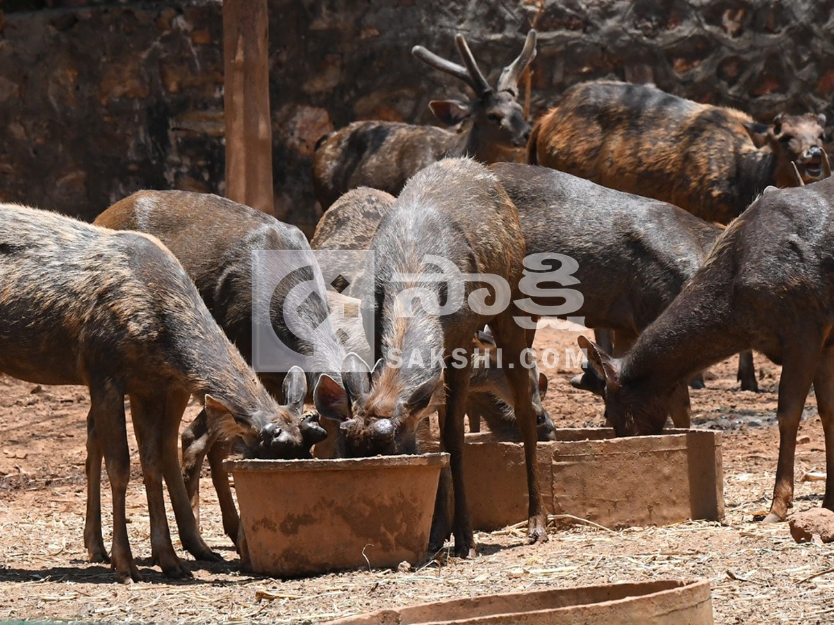 Touritsts Enjoying Summer Vacations At Zoo Photos21