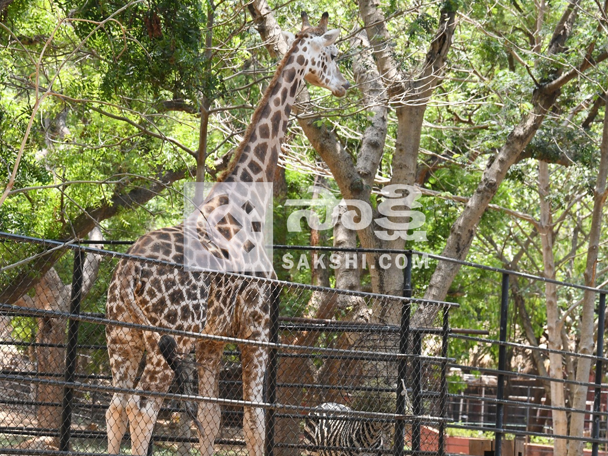 Touritsts Enjoying Summer Vacations At Zoo Photos22