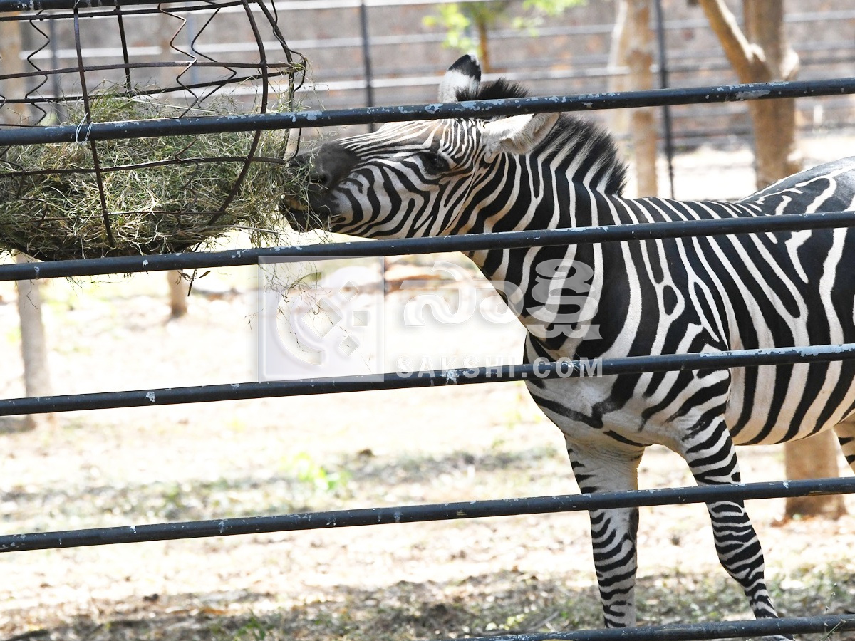 Touritsts Enjoying Summer Vacations At Zoo Photos23