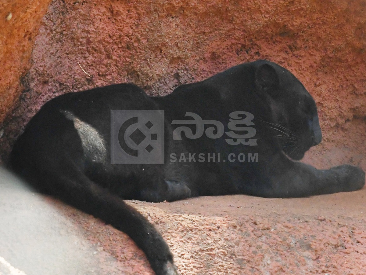 Touritsts Enjoying Summer Vacations At Zoo Photos24