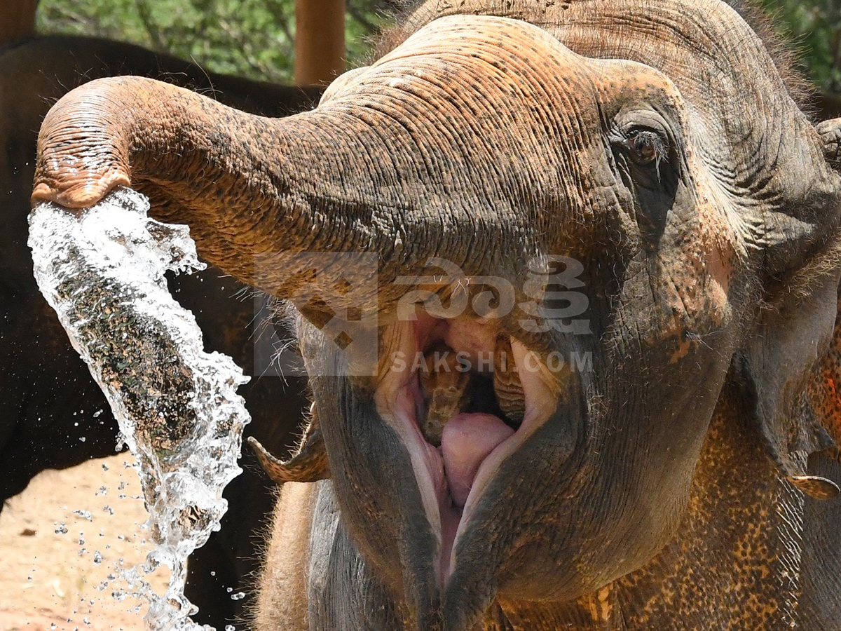 Touritsts Enjoying Summer Vacations At Zoo Photos6