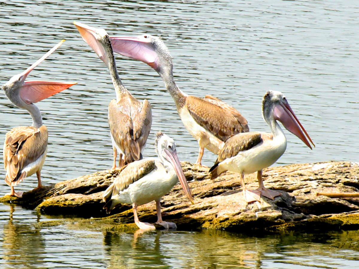 Vizianagaram : Pelicans have arrived at Ayyakoneru Photos1
