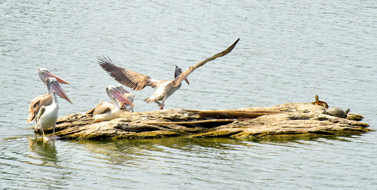 Vizianagaram : Pelicans have arrived at Ayyakoneru Photos10
