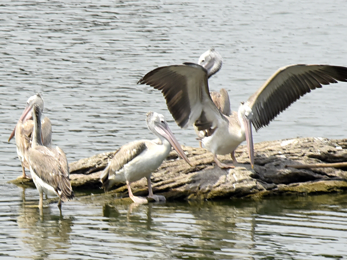 Vizianagaram : Pelicans have arrived at Ayyakoneru Photos11