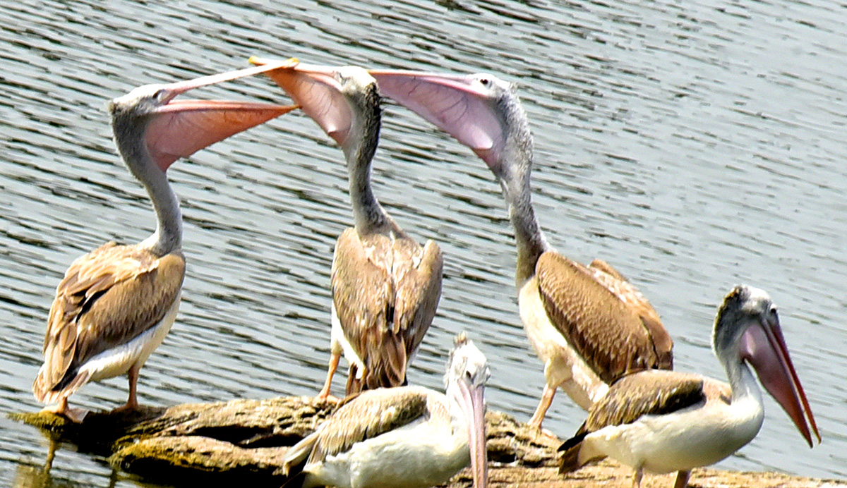 Vizianagaram : Pelicans have arrived at Ayyakoneru Photos12