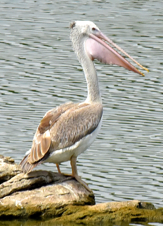 Vizianagaram : Pelicans have arrived at Ayyakoneru Photos13