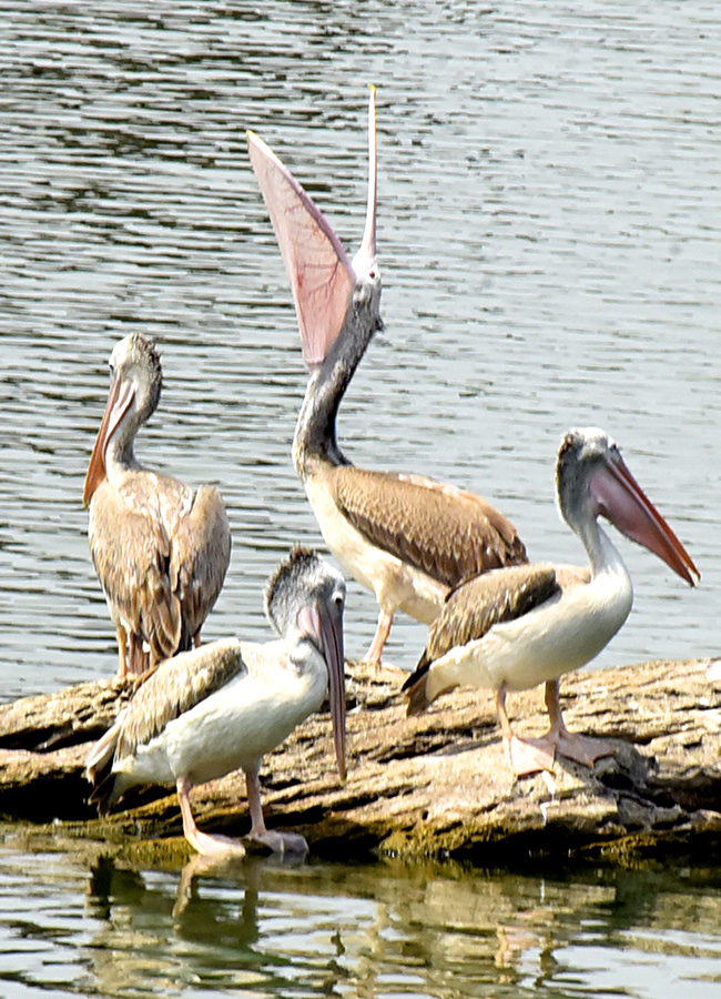 Vizianagaram : Pelicans have arrived at Ayyakoneru Photos14
