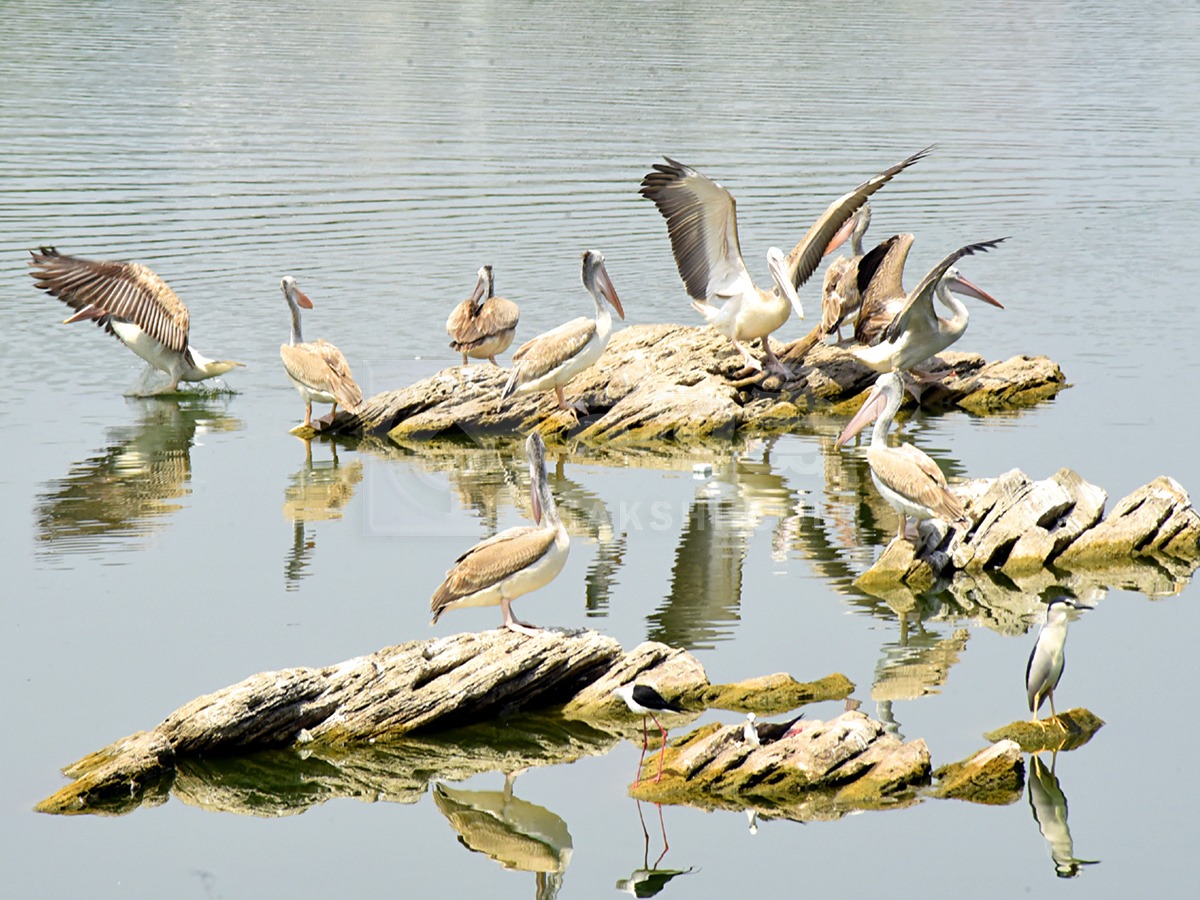 Vizianagaram : Pelicans have arrived at Ayyakoneru Photos2