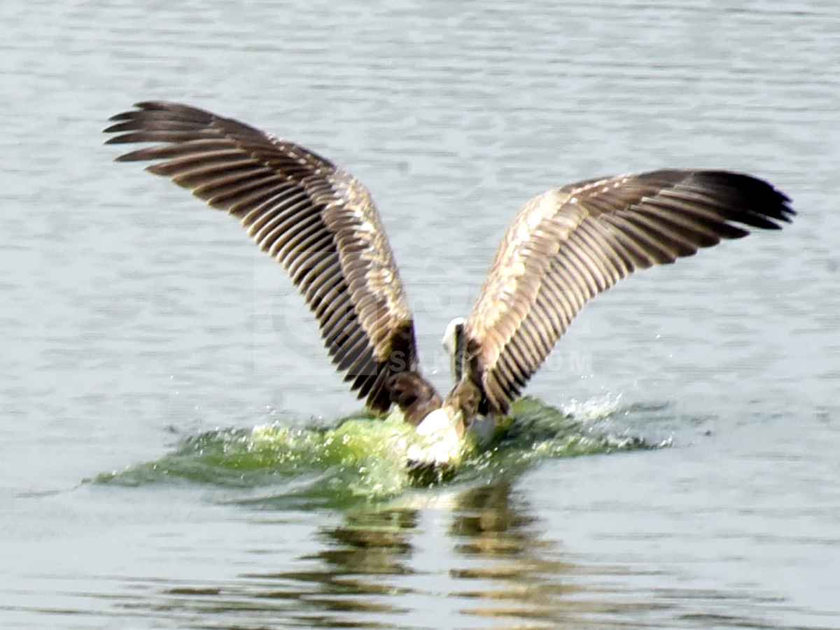 Vizianagaram : Pelicans have arrived at Ayyakoneru Photos3