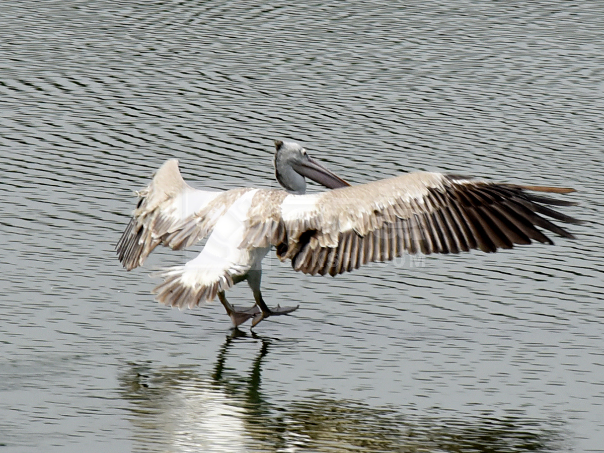 Vizianagaram : Pelicans have arrived at Ayyakoneru Photos4