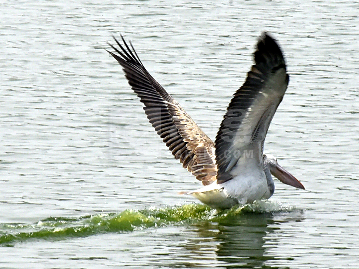 Vizianagaram : Pelicans have arrived at Ayyakoneru Photos5