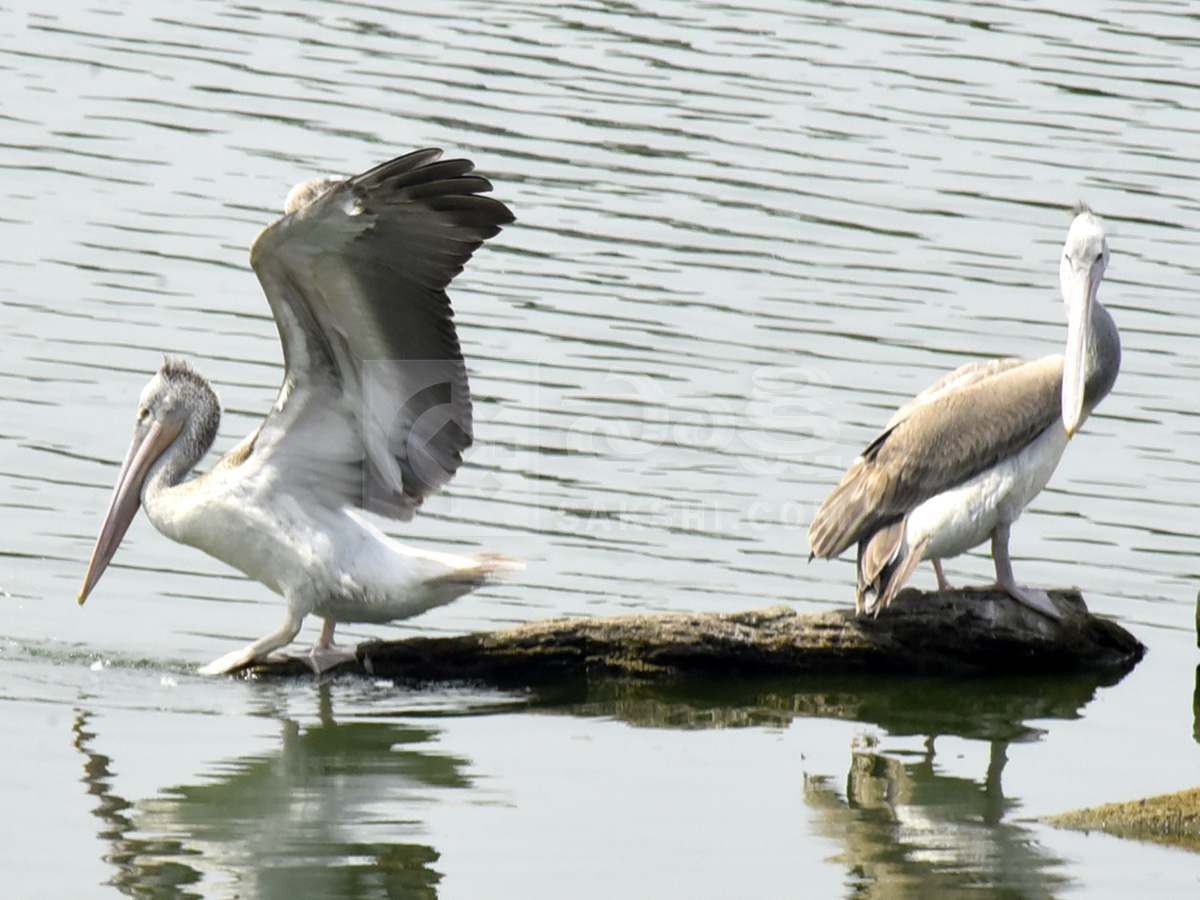 Vizianagaram : Pelicans have arrived at Ayyakoneru Photos6