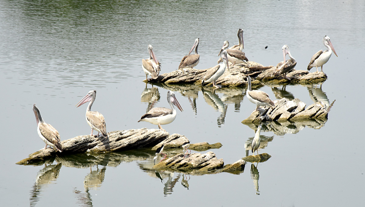 Vizianagaram : Pelicans have arrived at Ayyakoneru Photos7