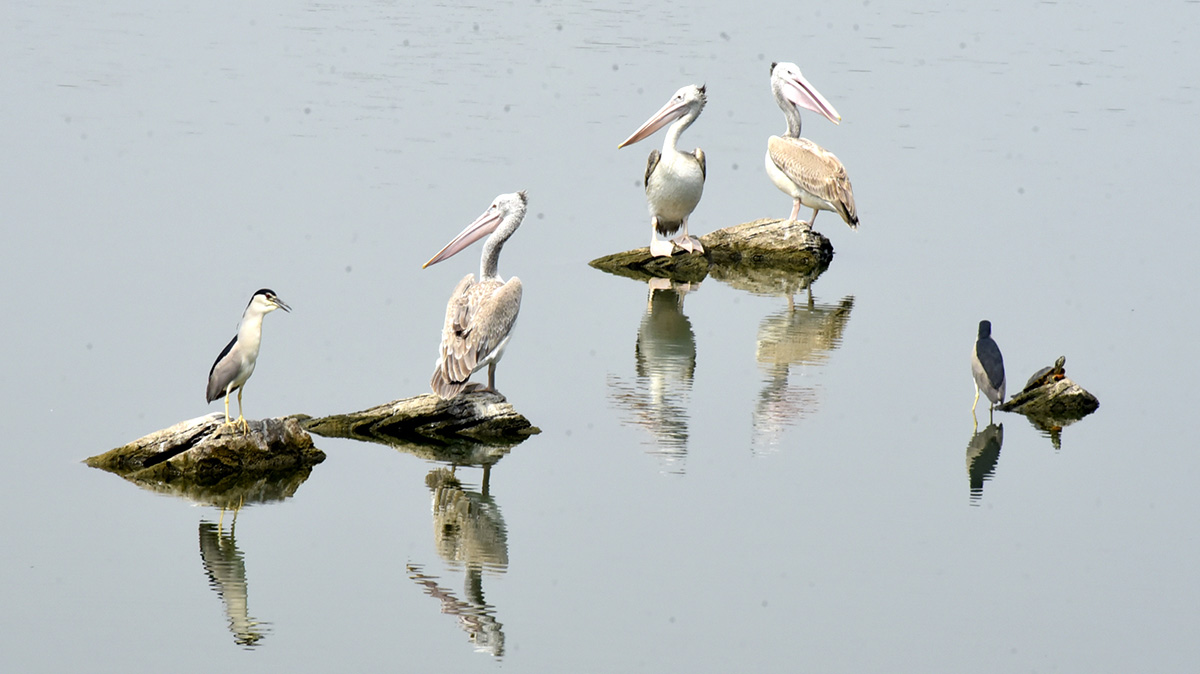 Vizianagaram : Pelicans have arrived at Ayyakoneru Photos8