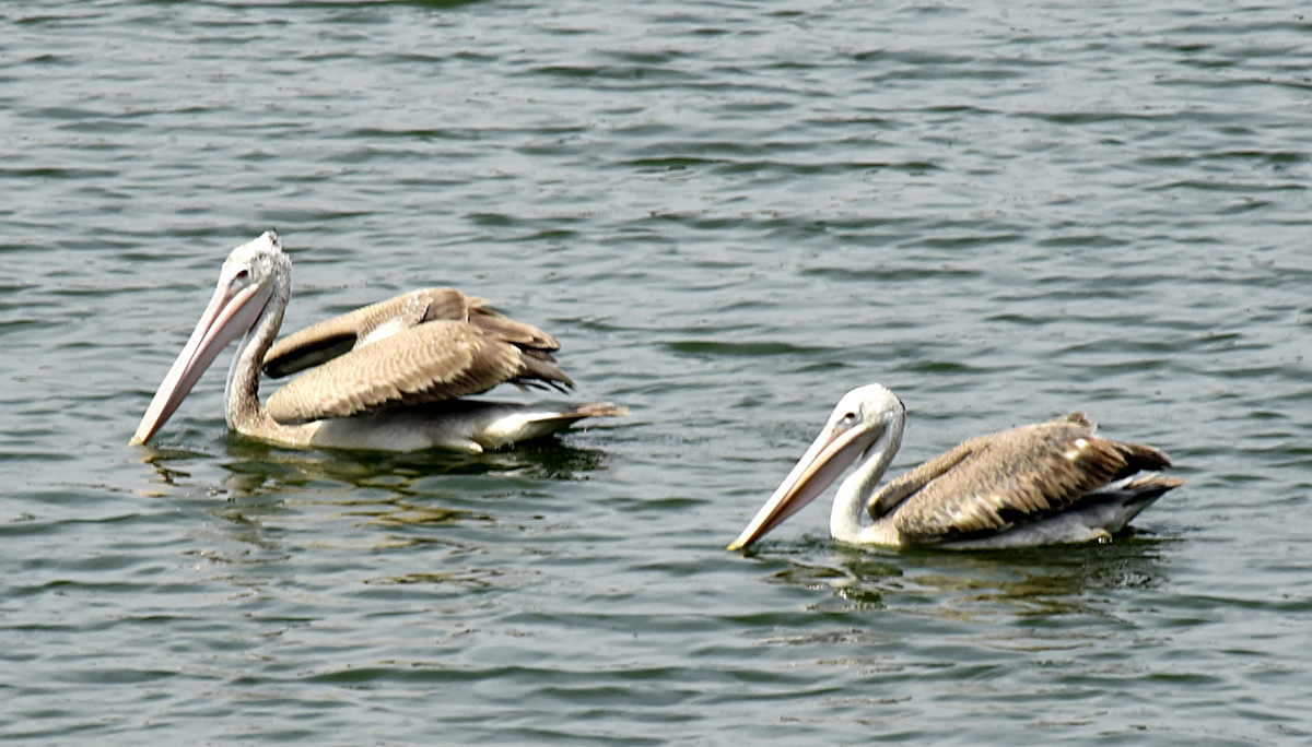 Vizianagaram : Pelicans have arrived at Ayyakoneru Photos9