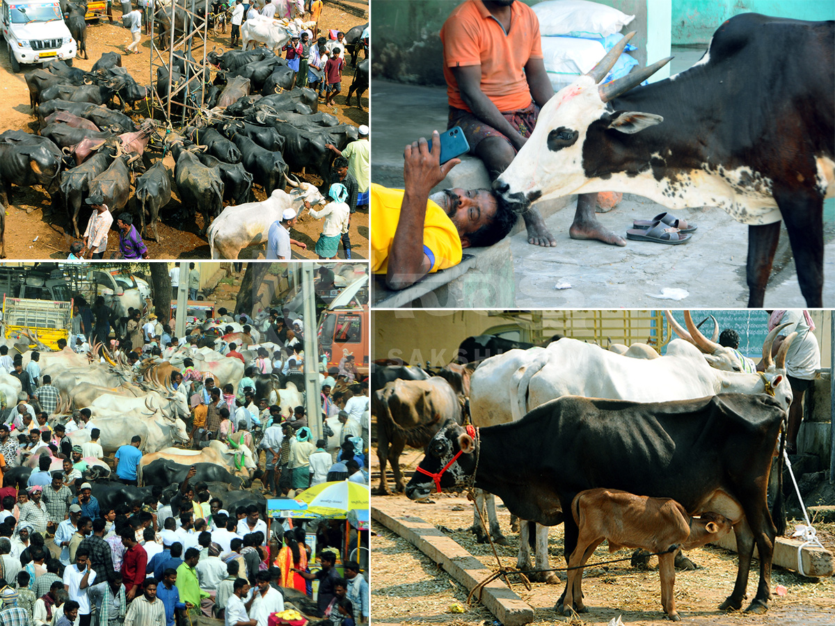 Buffalo Market in Anantapur HD Photos1