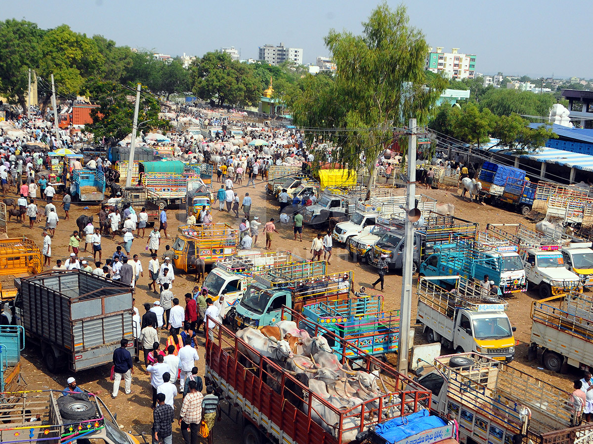 Buffalo Market in Anantapur HD Photos10