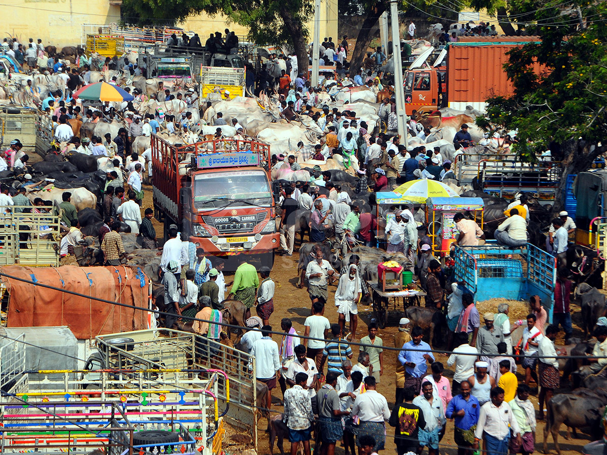 Buffalo Market in Anantapur HD Photos11